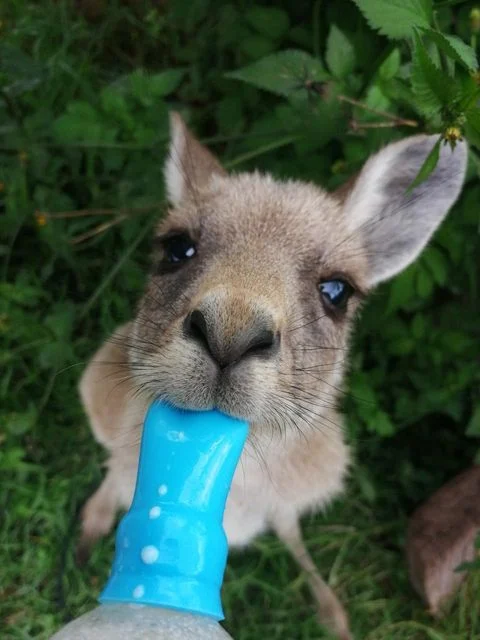 helpx kangourou australie