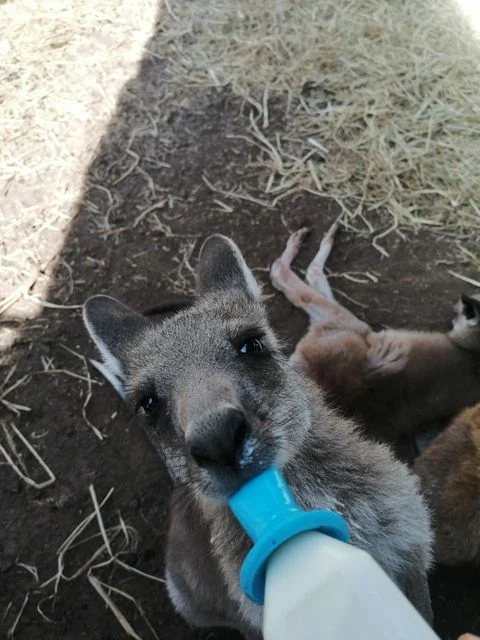 Helpx Kangourous australie