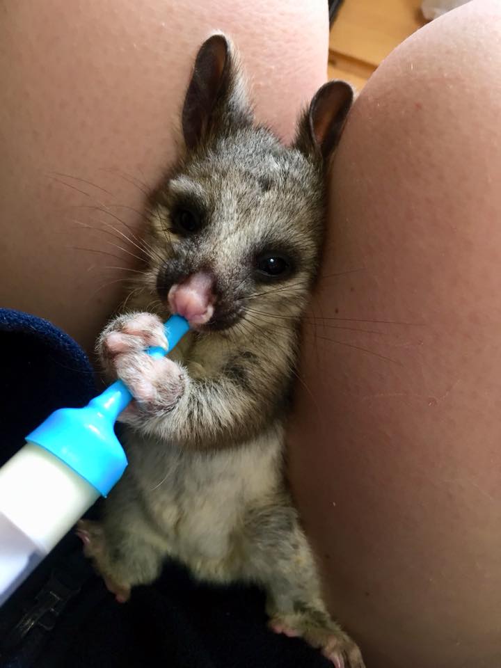 bénévolat animaux australie 
