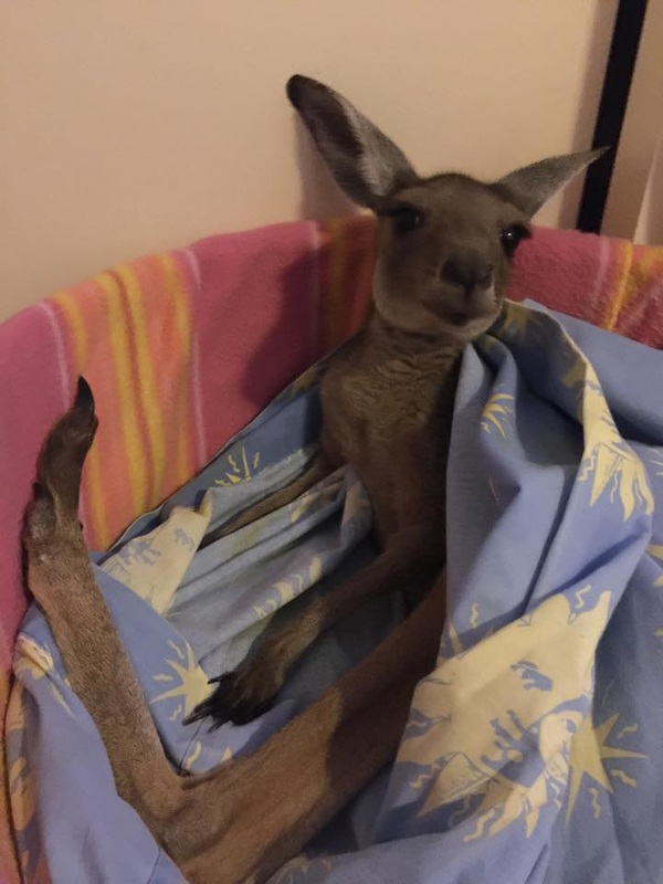 bénévolat kangourous australie