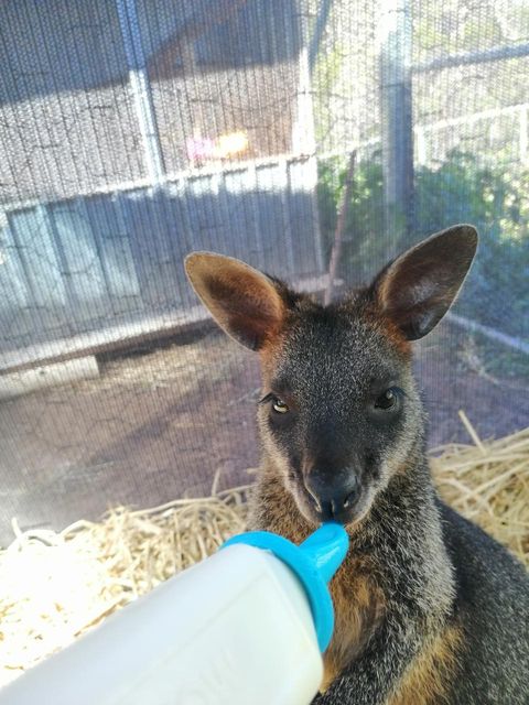 kangourou en Helpx en Australie
