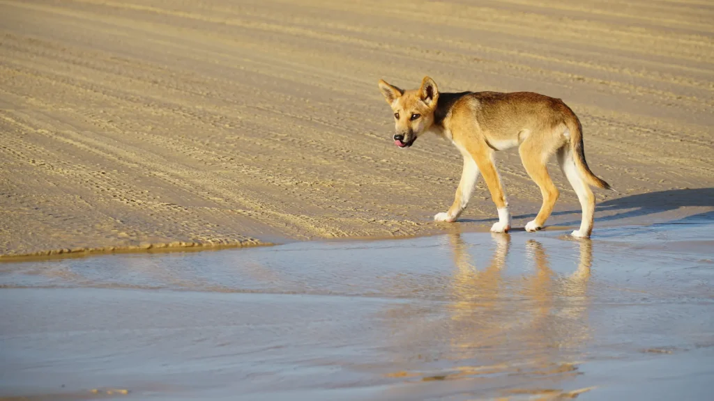 Dingos- animaux australie