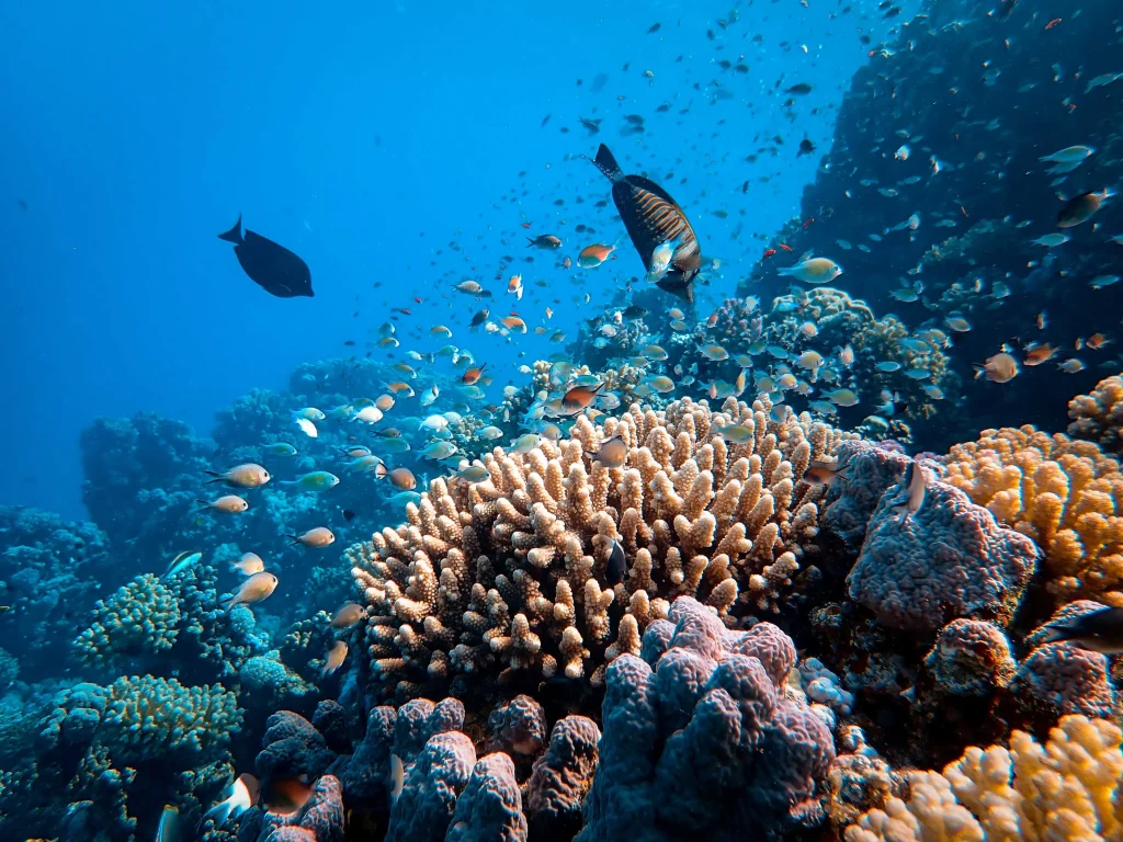 Grande Barrière de corail- Whitsundays