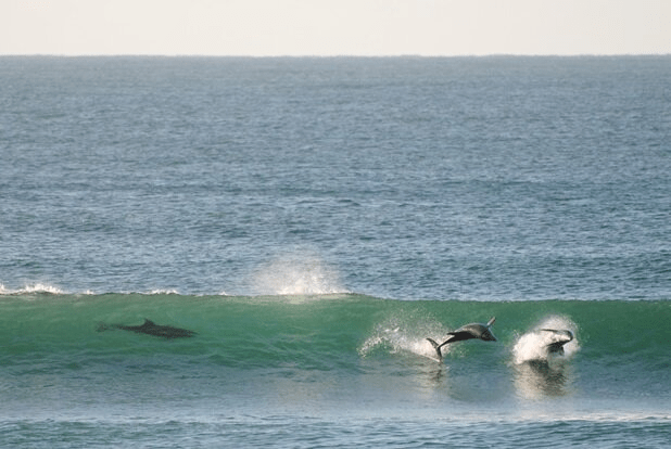 où surfer en australie